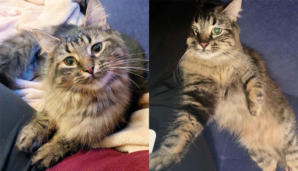 Shy Cat was in a Kennel for Over a Month Just Had Her Dream Realized‚ She Feels Like a Kitten Again