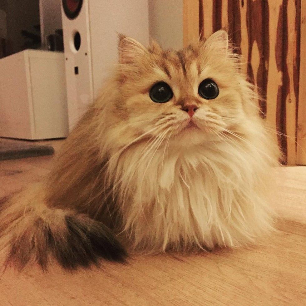 This Magnificently Fluffy Cat Looks Part Fox Love Meow