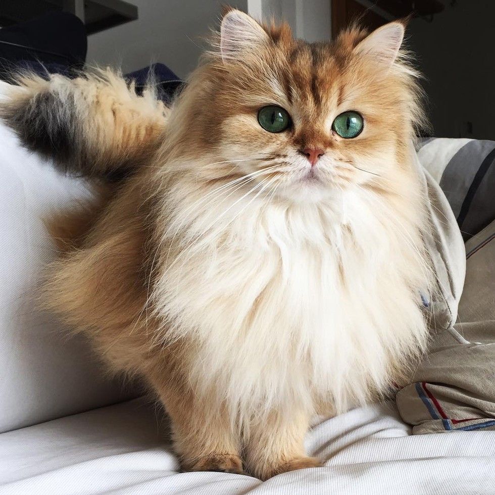 This Magnificently Fluffy Cat Looks Part Fox Love Meow 15-gorgeous-grey-cat-breeds-you-ll-love