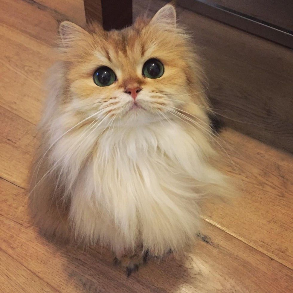 little fluffy cat