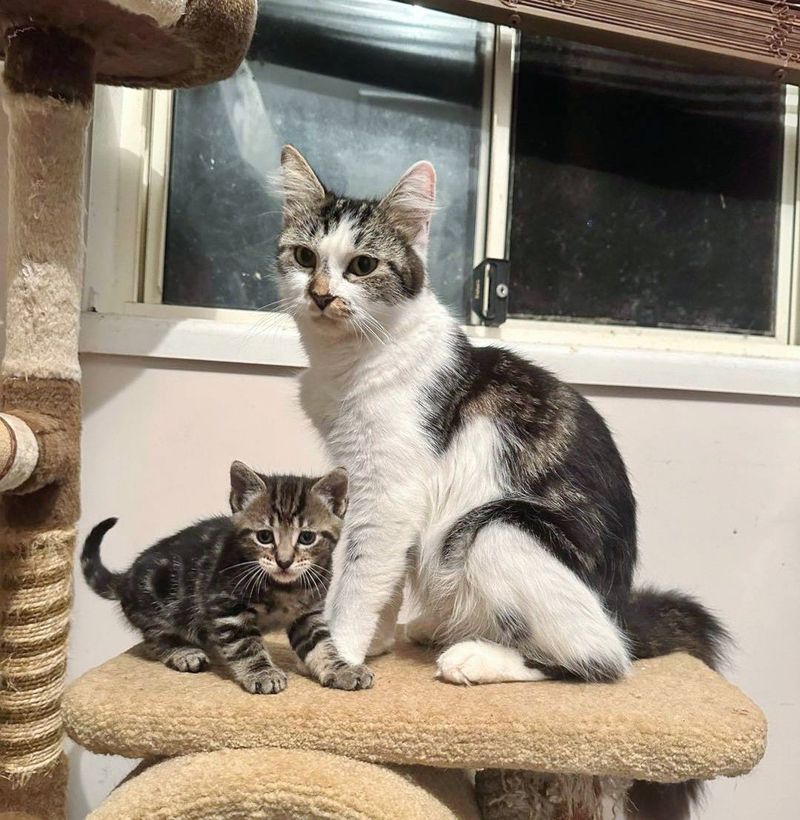 cat mom tabby kitten