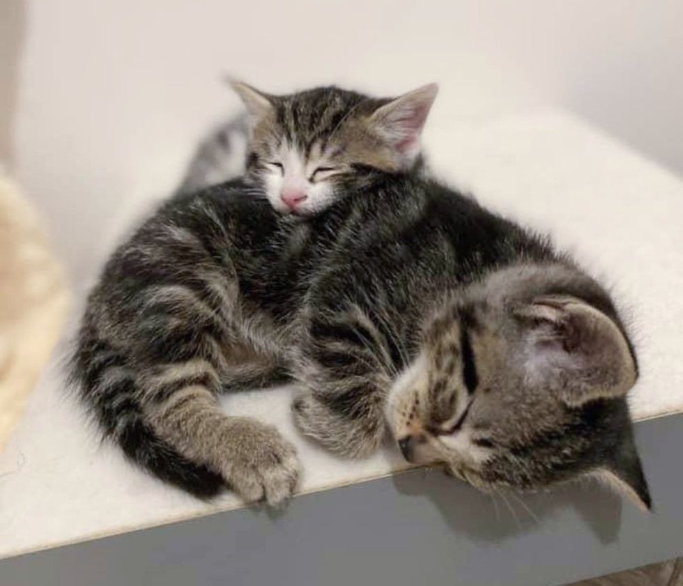 sleeping kittens snuggles