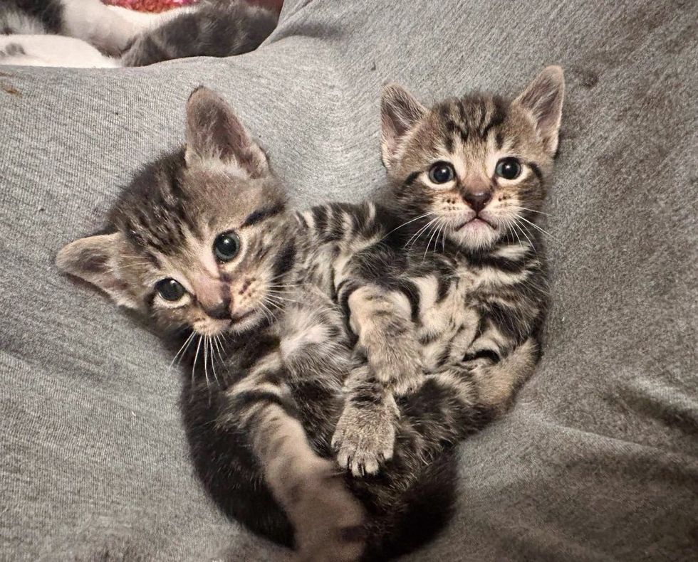 snuggly tabby kittens