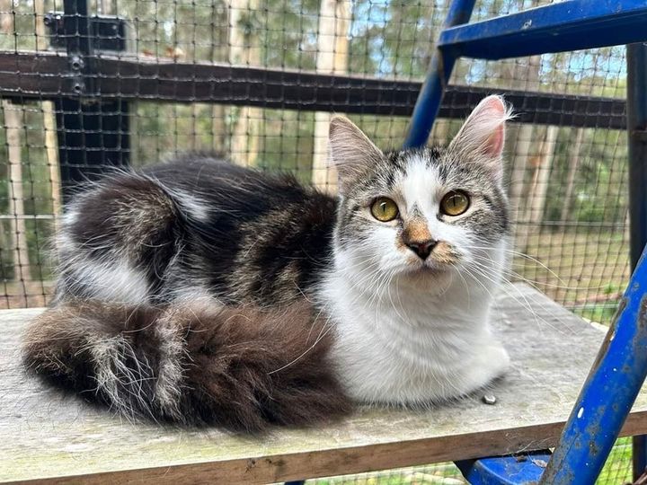 cat fluffy catio