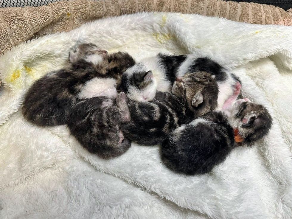 newborn kittens snuggles