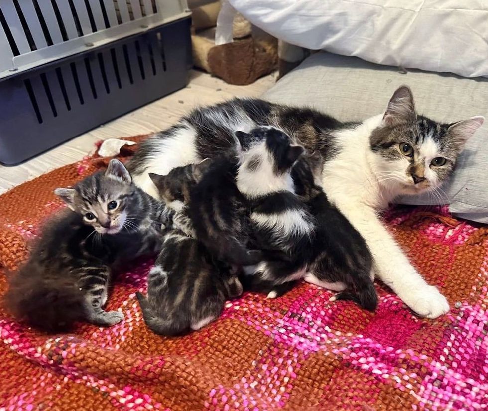 cat mom nursing kittens