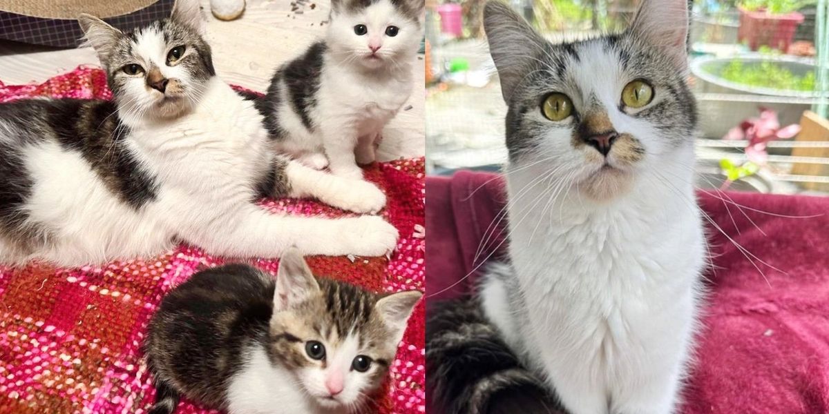 Cat is Reliving Her Kitten-hood After She was Taken off the Streets and ...