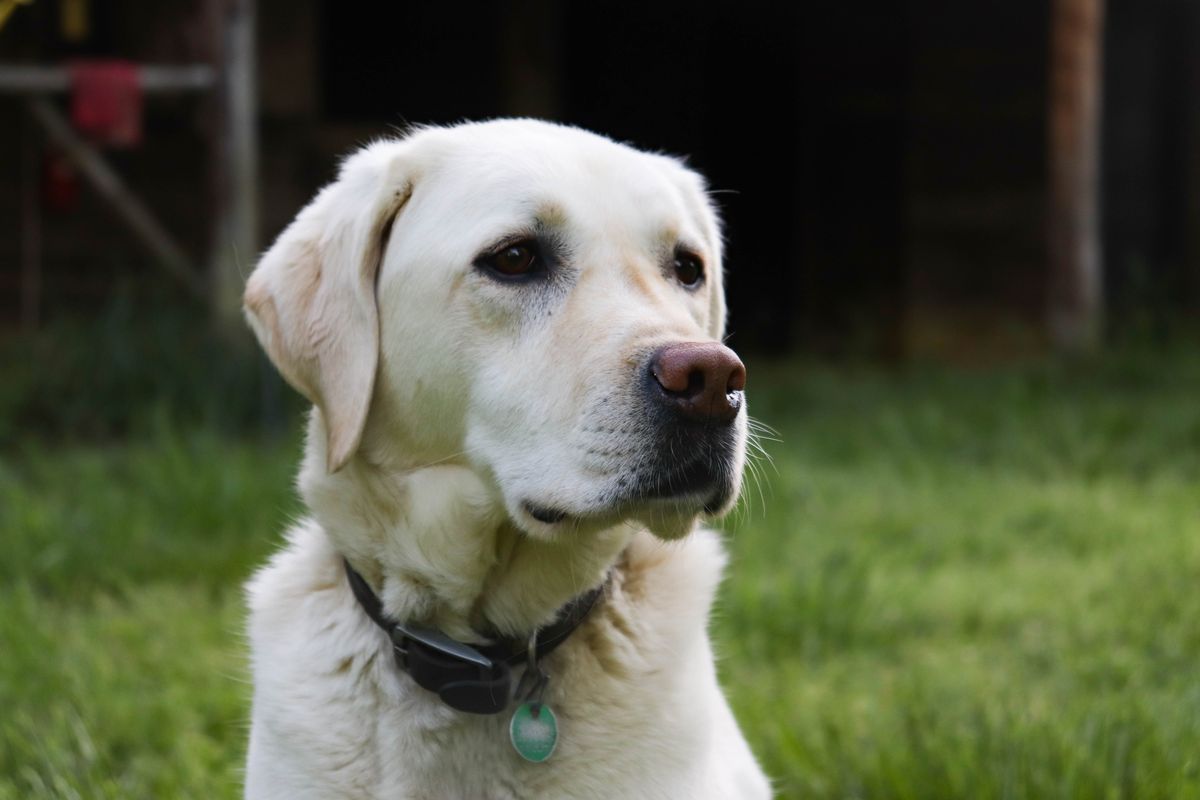 English lab dog