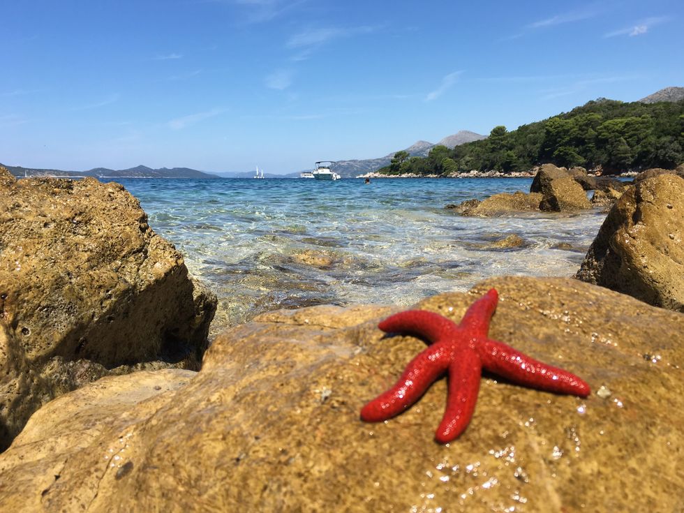 sea star on a rock by the sea