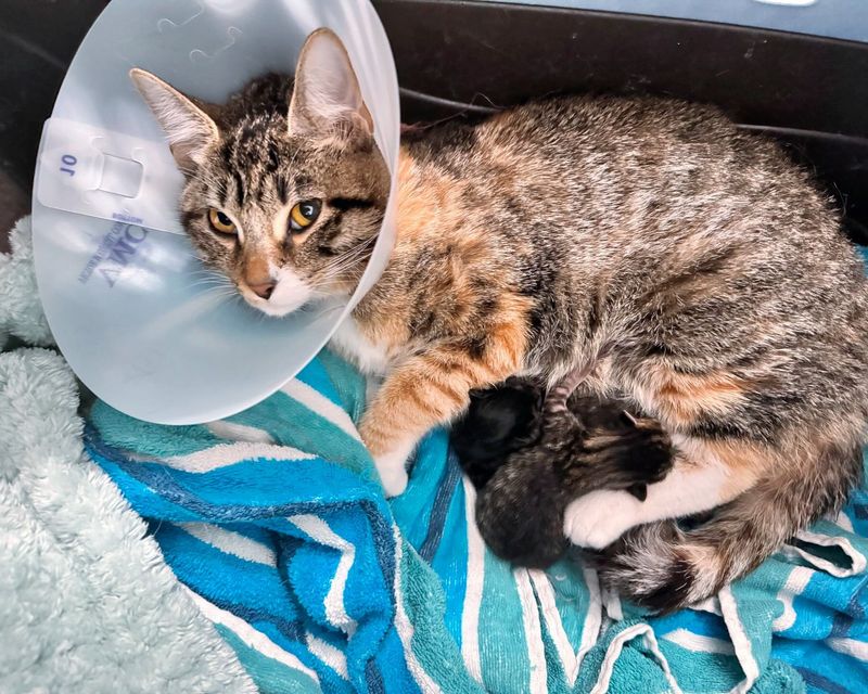 cat mom nursing kittens