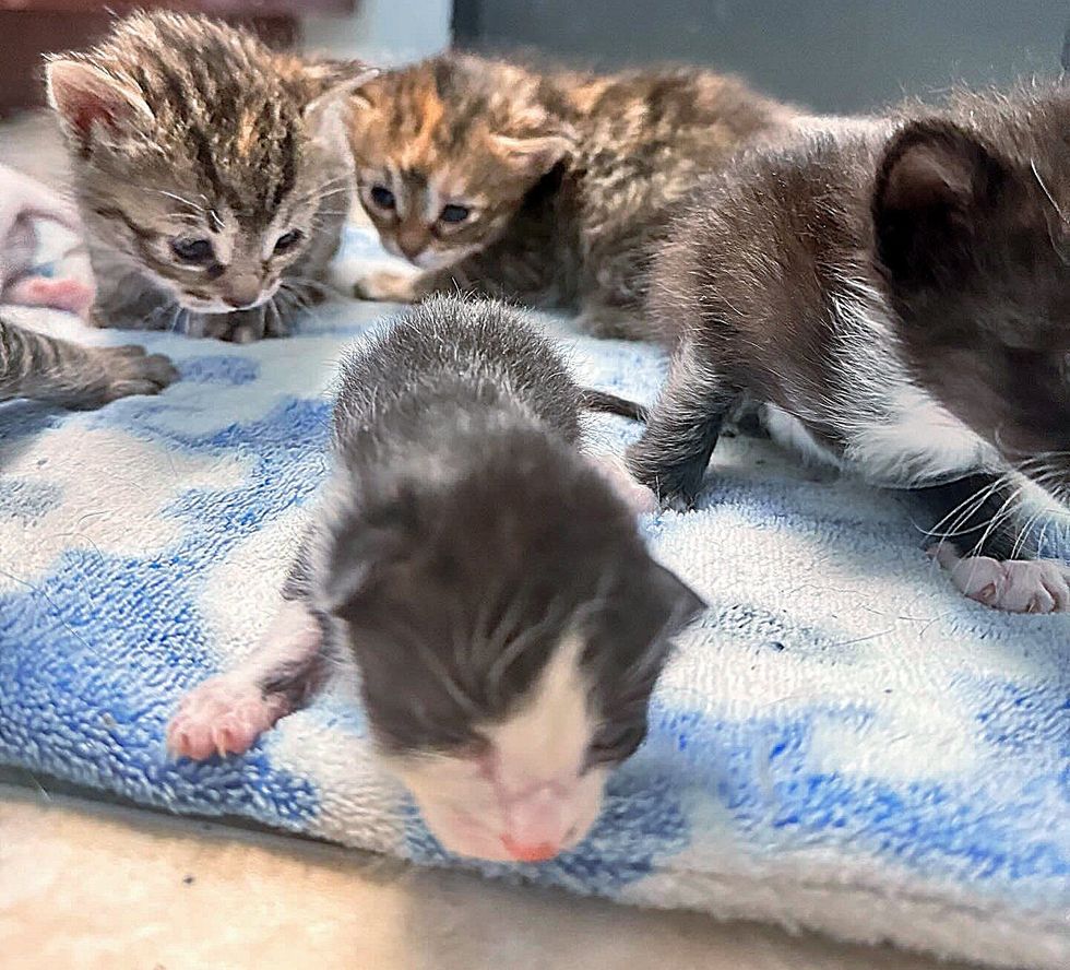 kittens exploring newborn