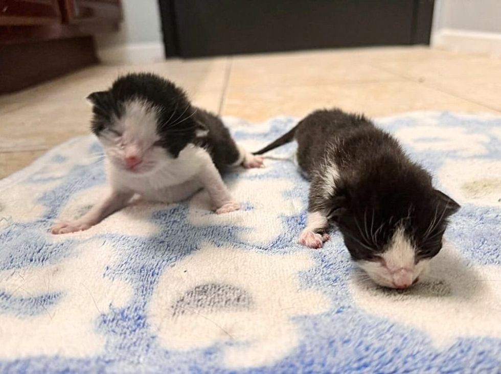orphaned newborn tuxedo kittens