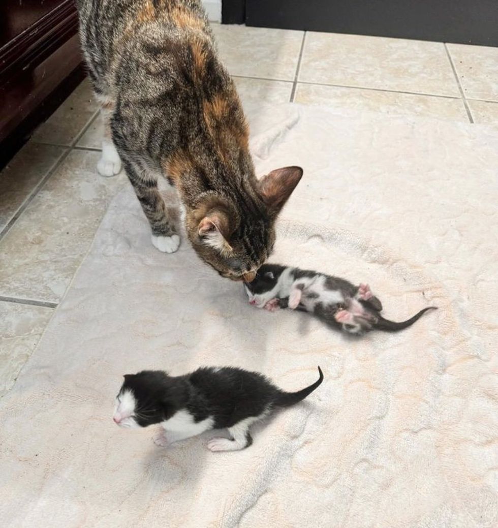 cat accepts kittens tiny