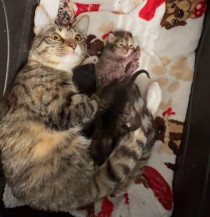 cat mom nursing kittens