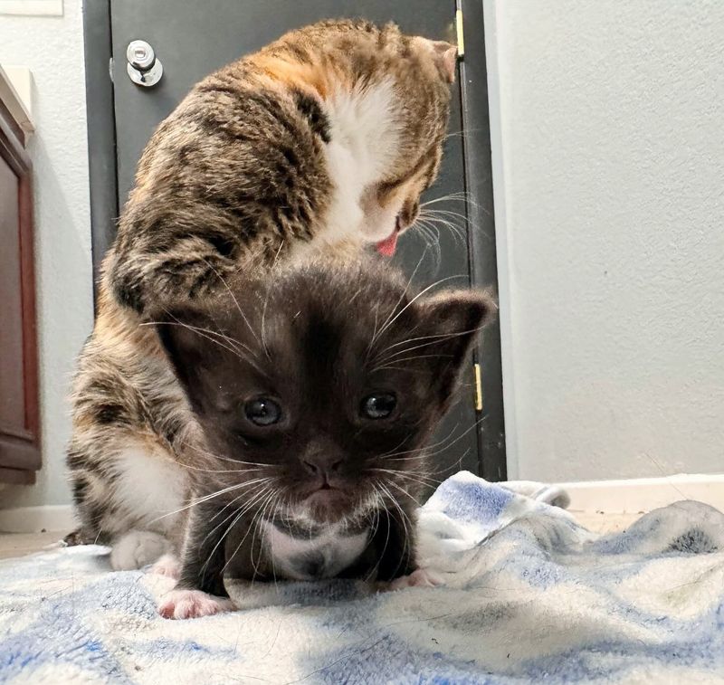 cat kitten tuxedo