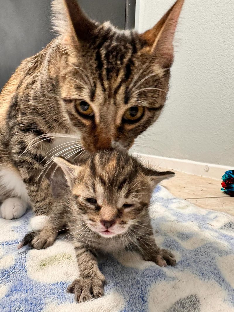 loving cat mother tabby kitten