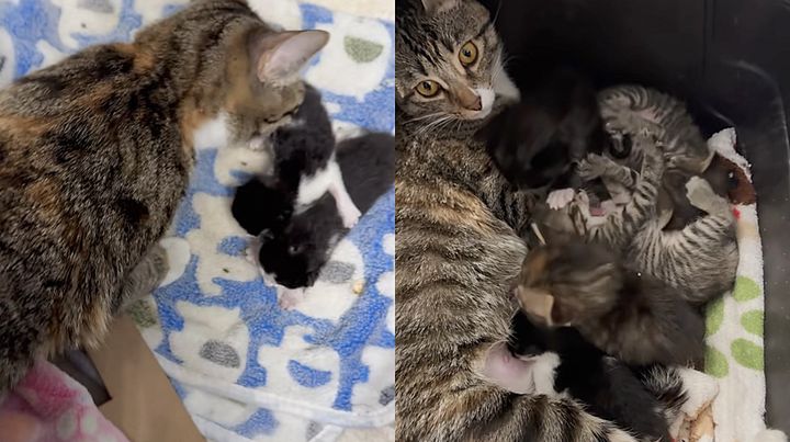 Hotel room discovery: cat adopts two tiny kittens after initial rescue ...
