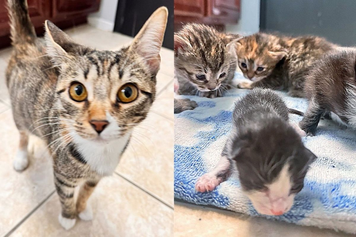 Cat Discovered by Hotel Staff Takes in Two Kittens that Needed a Mom and Raises Them Alongside Her Own