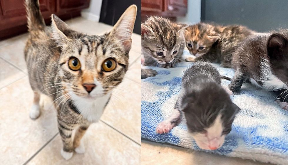 Cat Found in Hotel Room Adopted 2 Tiny Kittens After Her Own Litter of Four was Saved