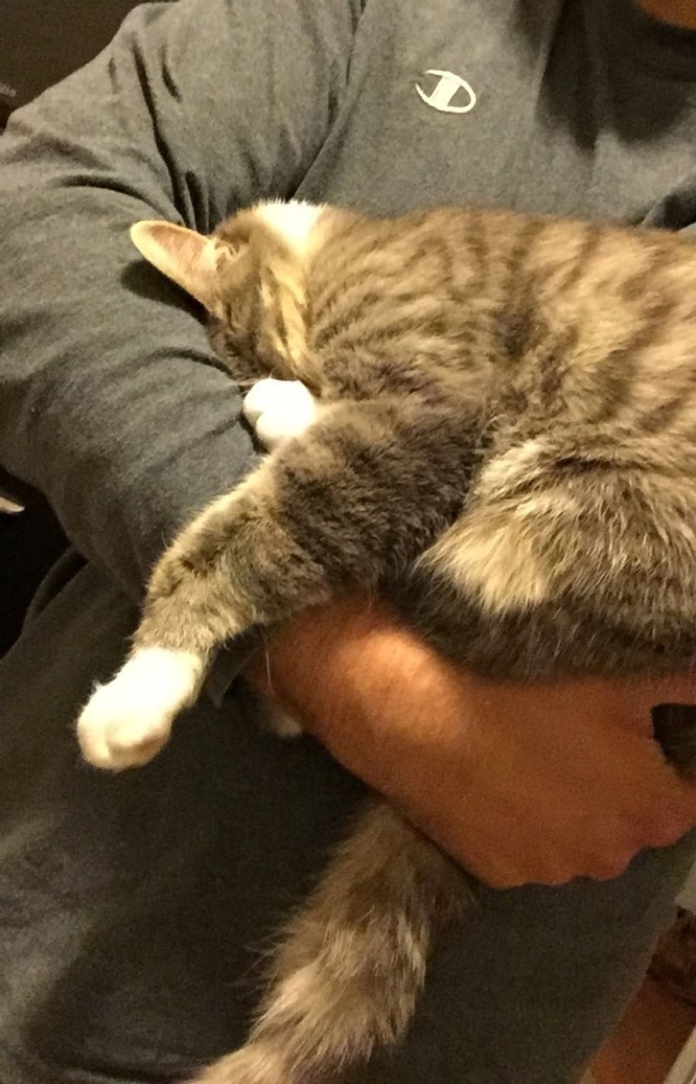 Man Comes Home to His Cat, She Falls into His Arms - Love Meow