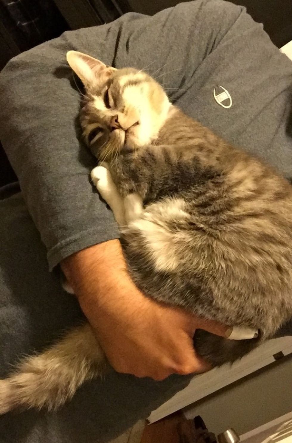How Big Will My Kitten Get, & When Is It Fully Grown? (Plus Growth Chart)