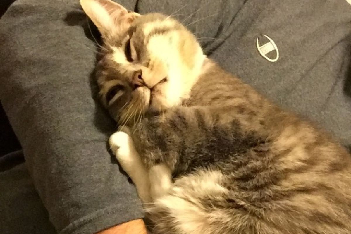 Man Comes Home to His Cat, She Falls into His Arms