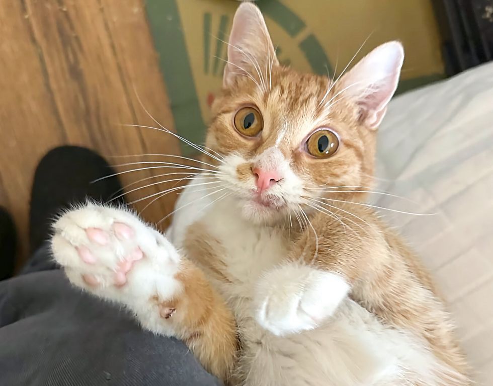 cute cat big paws