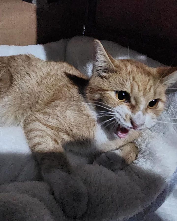scared cat hissing