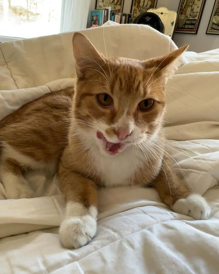 sweet cat bed snuggles