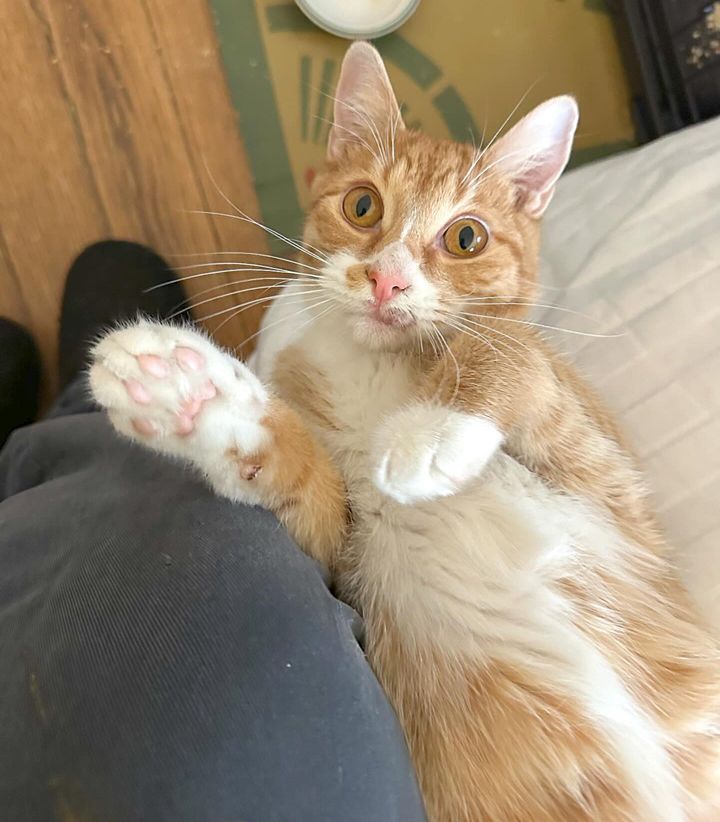 sweet cat big paws