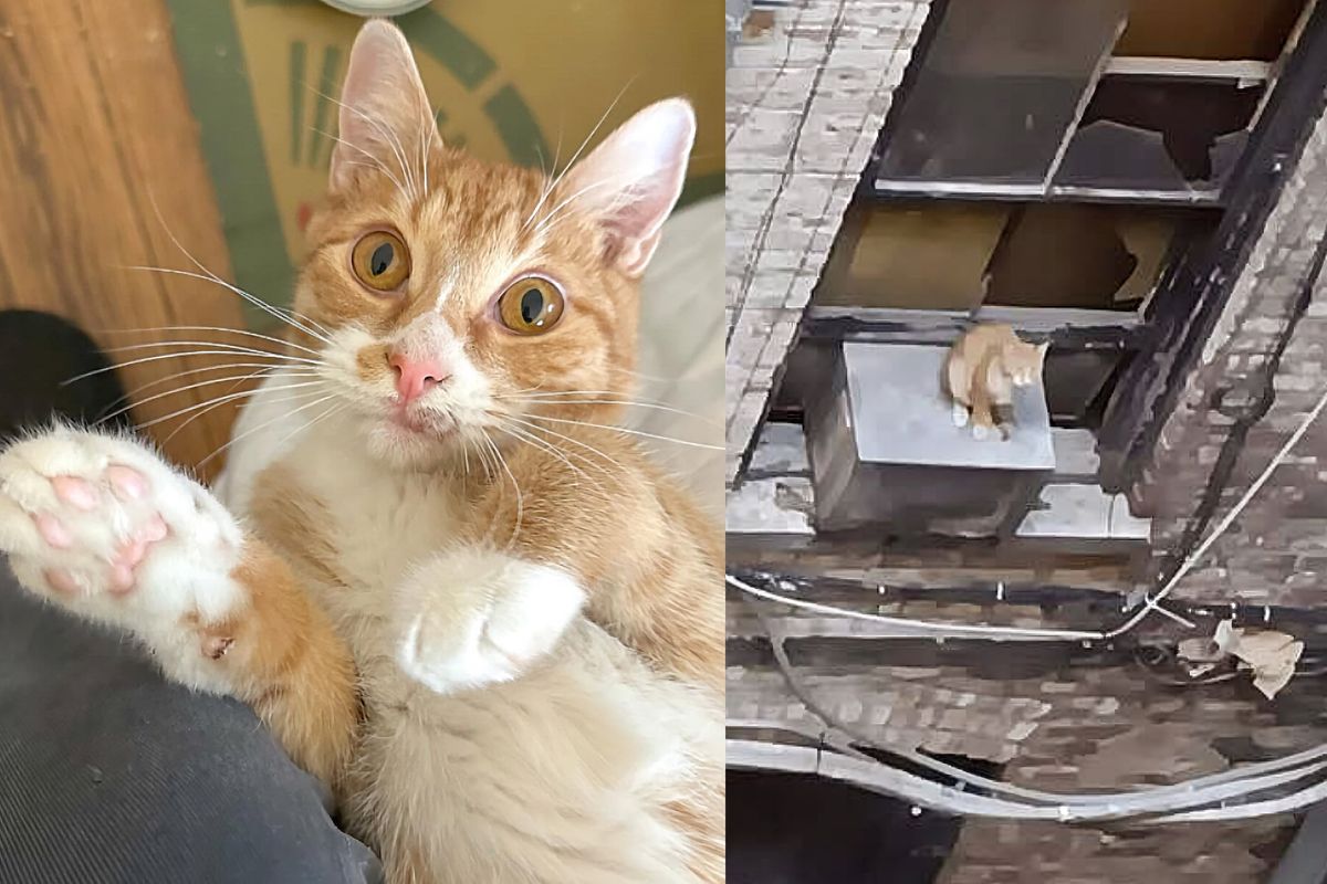 Cat Seen Sitting on Air Conditioner off the Side of a Building for Days, Now His Life is Completely Changed