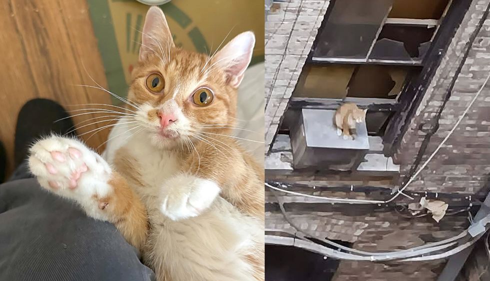 Cat Seen Sitting on Air Conditioner off the Side of a Building for Days‚ Now His Life is Completely Changed