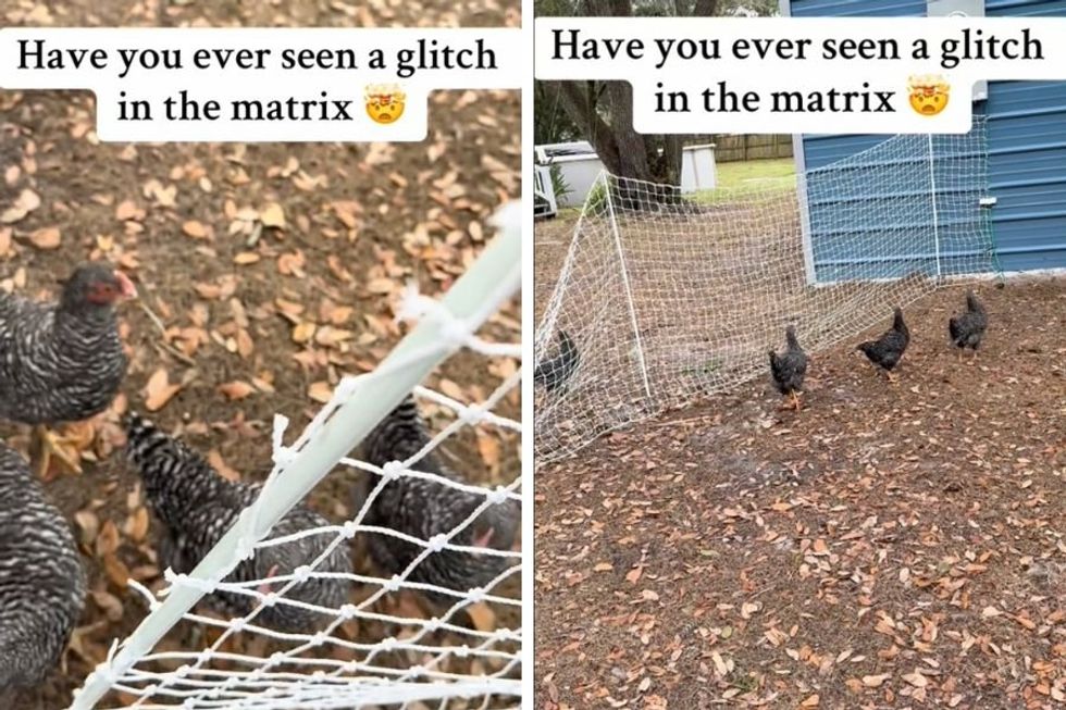 Flock of chickens mysteriously freeze up spooking owner