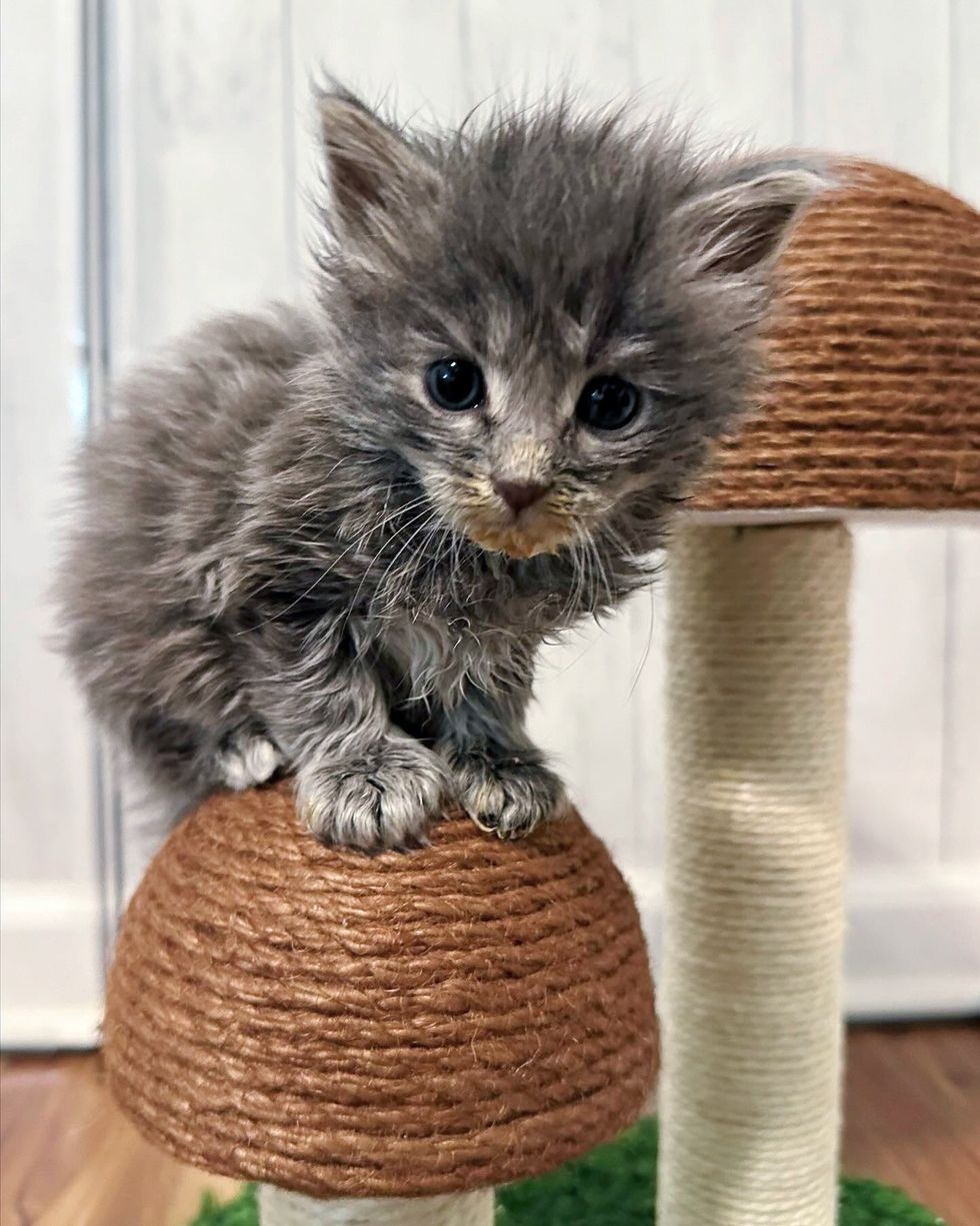 fluffy kitten climbing