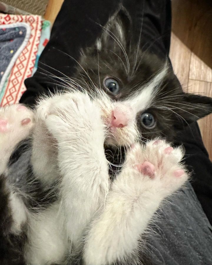 tuxedo kitten paws feet