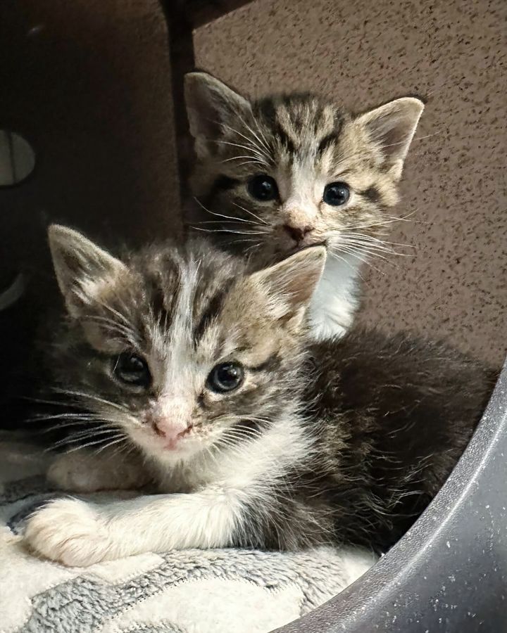 tabby kittens siblings