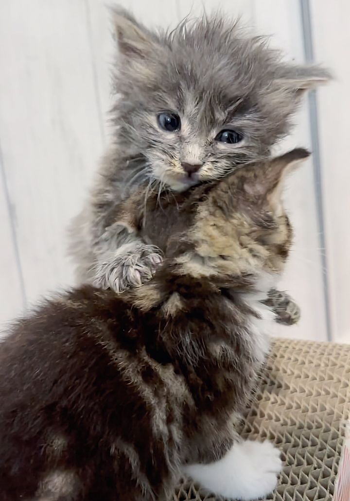 fluffy kittens hugs