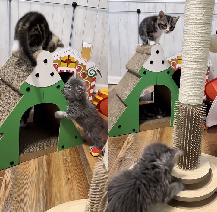 kittens playing Christmas toys