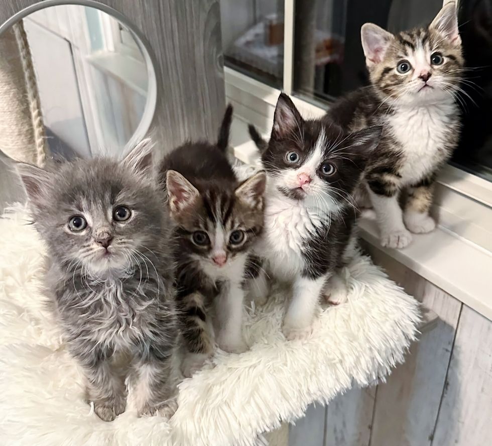 fluffy cute kittens