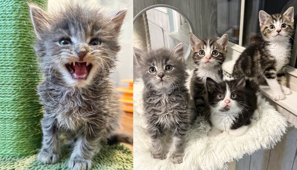 'Gremlin' Kittens Move Indoors for the First Time‚ Spending this Winter in Comfort and Warmth