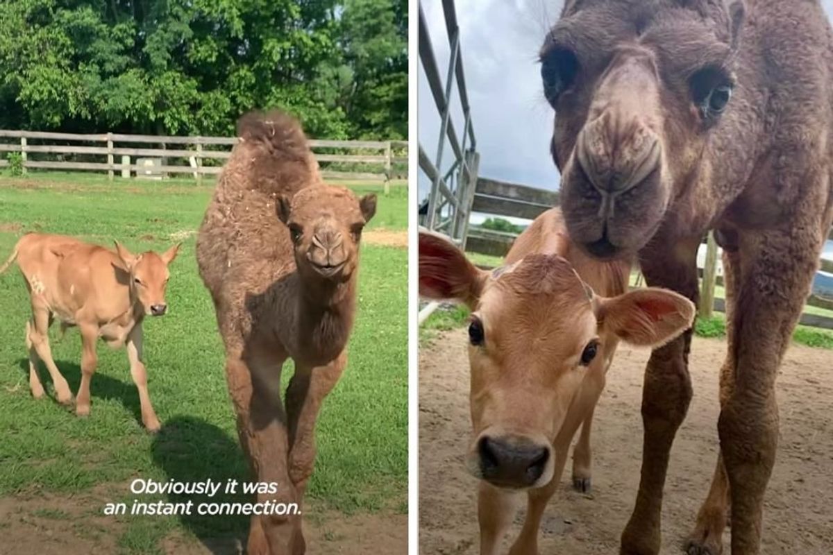 unlikely pairs; animals; animal rescue; camel and cow best friends; lonely camel