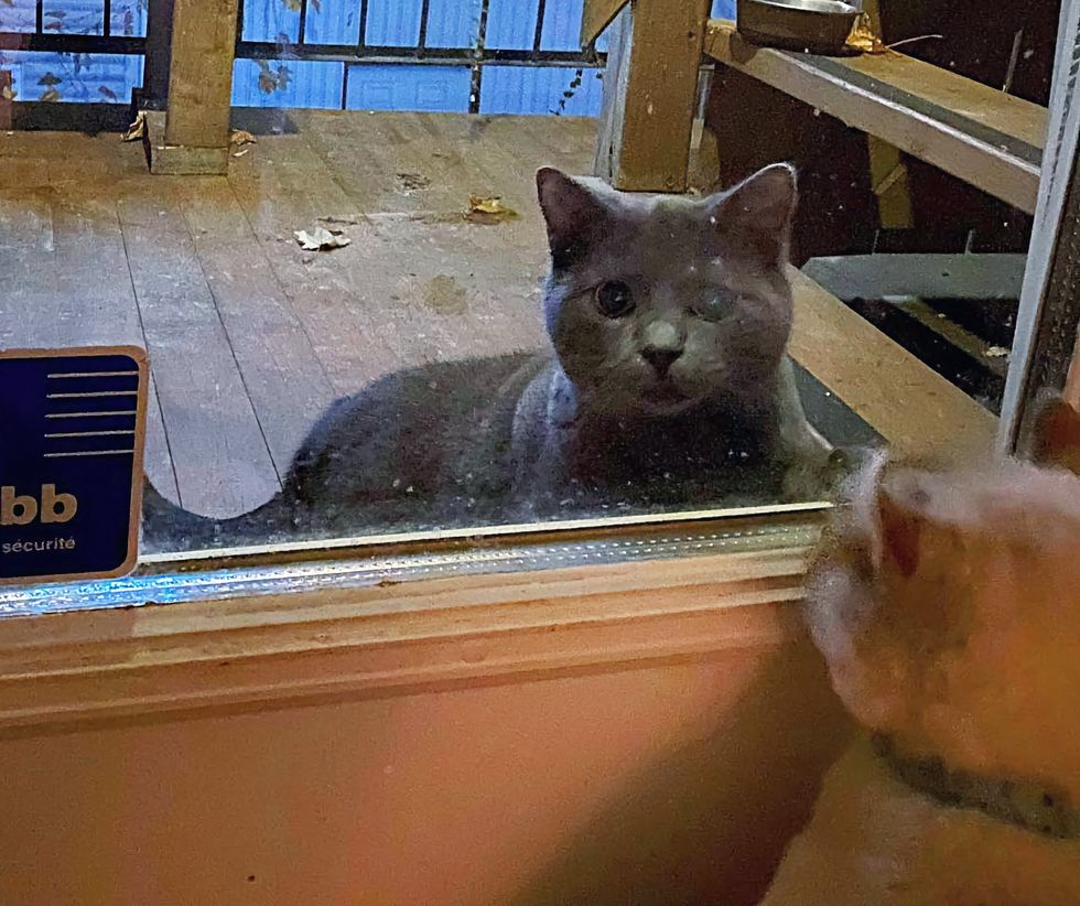 stray kitten cats window