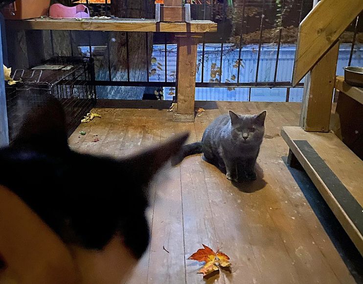 Kitten Drawn to Cats in Warm Home, Hopes to Escape the Cold but Too Shy,  the Homeowner Knows Just How to Help - Love Meow