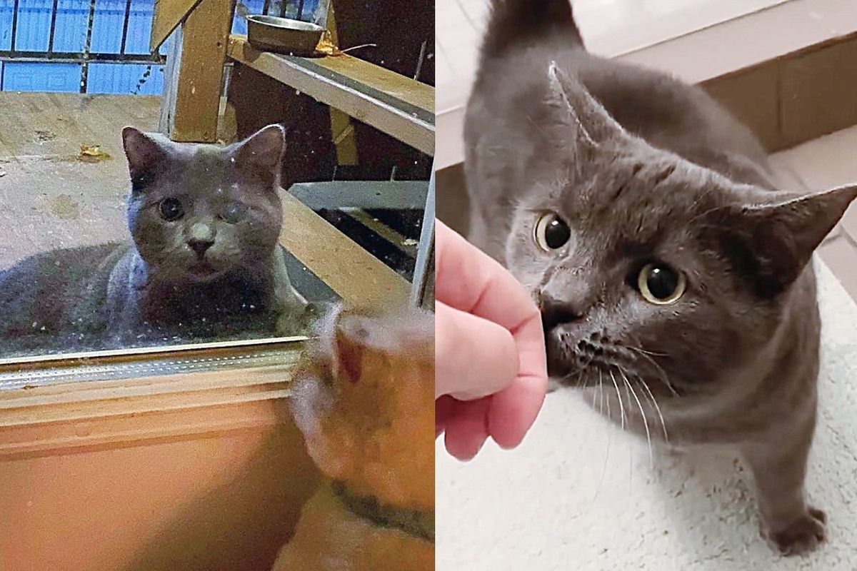 Kitten Drawn to Cats in Warm Home, Hopes to Escape the Cold but Too Shy, the Homeowner Knows Just How to Help