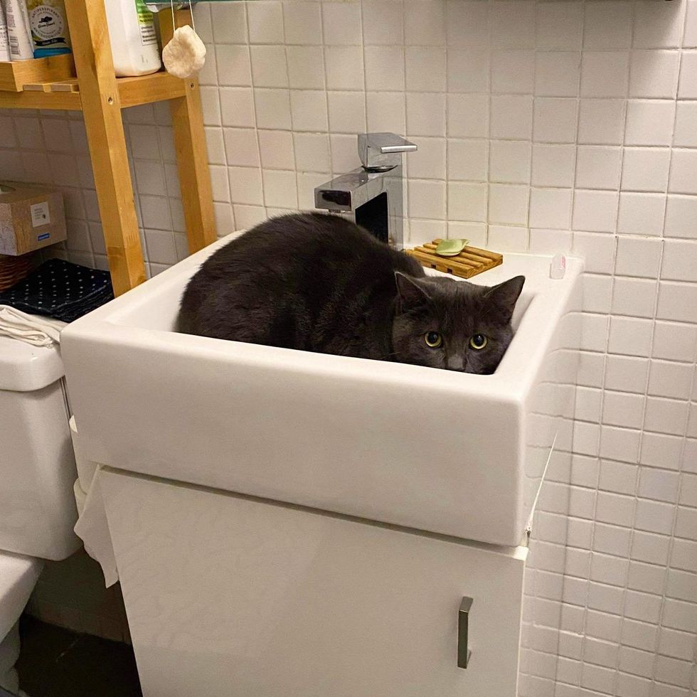 shy cat in the sink