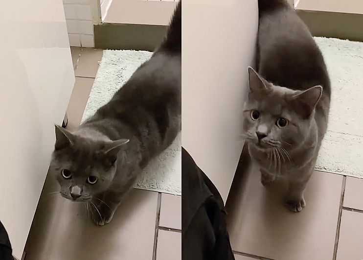 Kitten Drawn to Cats in Warm Home, Hopes to Escape the Cold but Too Shy,  the Homeowner Knows Just How to Help - Love Meow