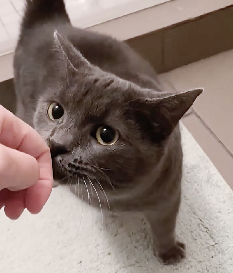 cat sniffing hand