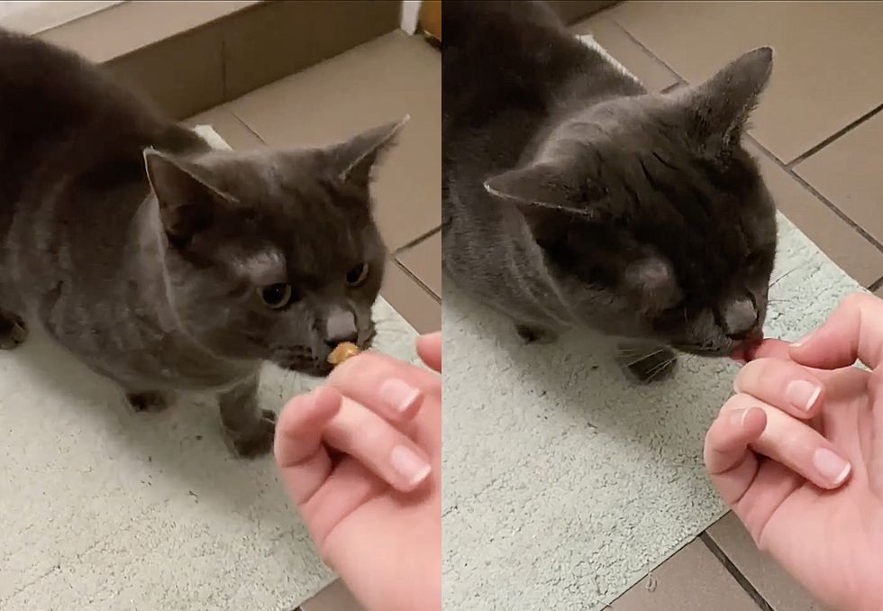 sweet cat treat hand