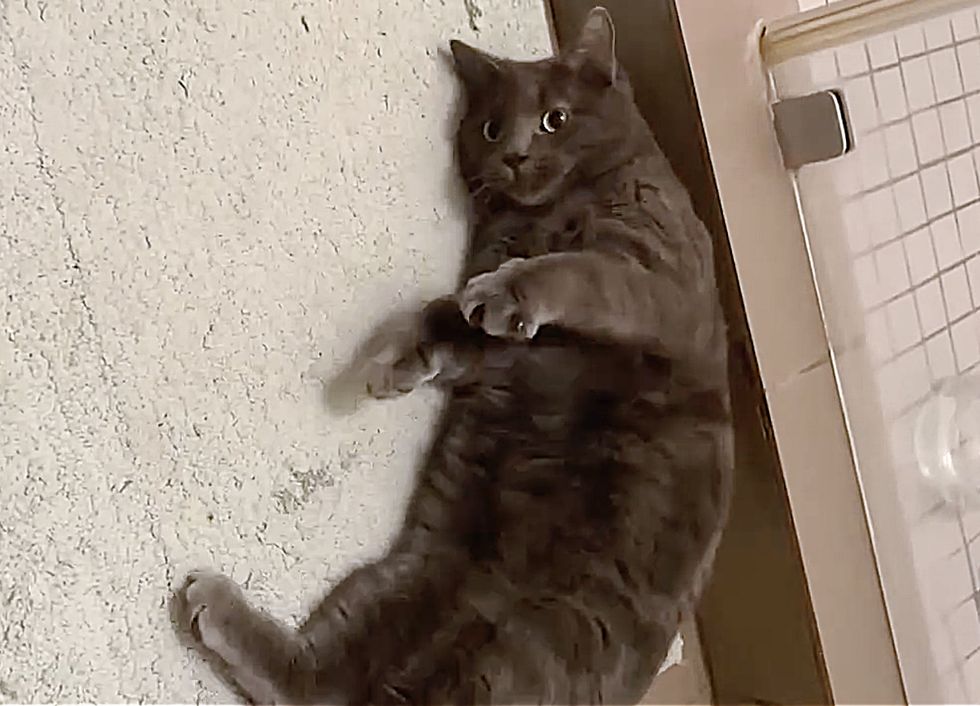 cat floppy belly