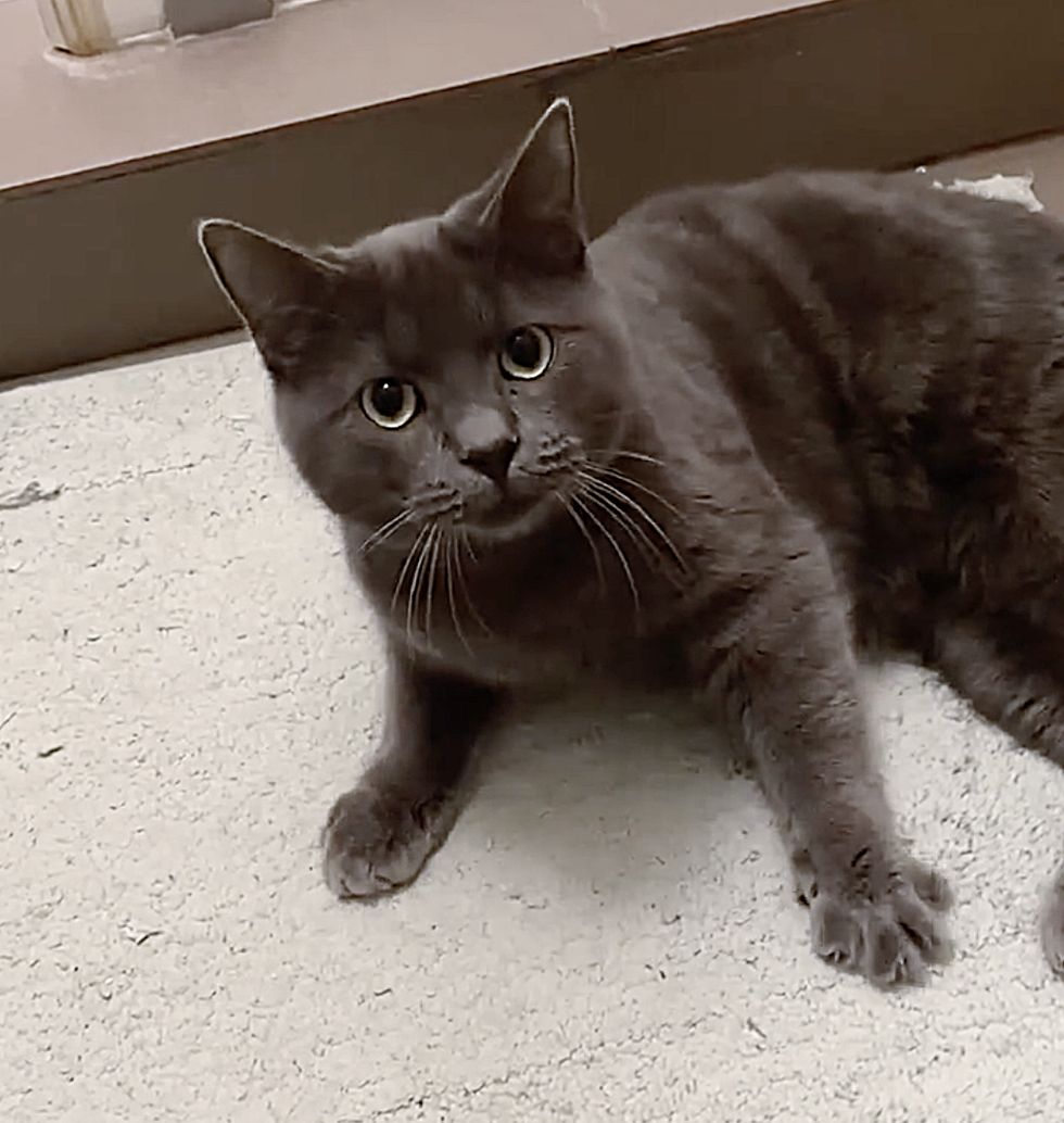 gray cat happy paw